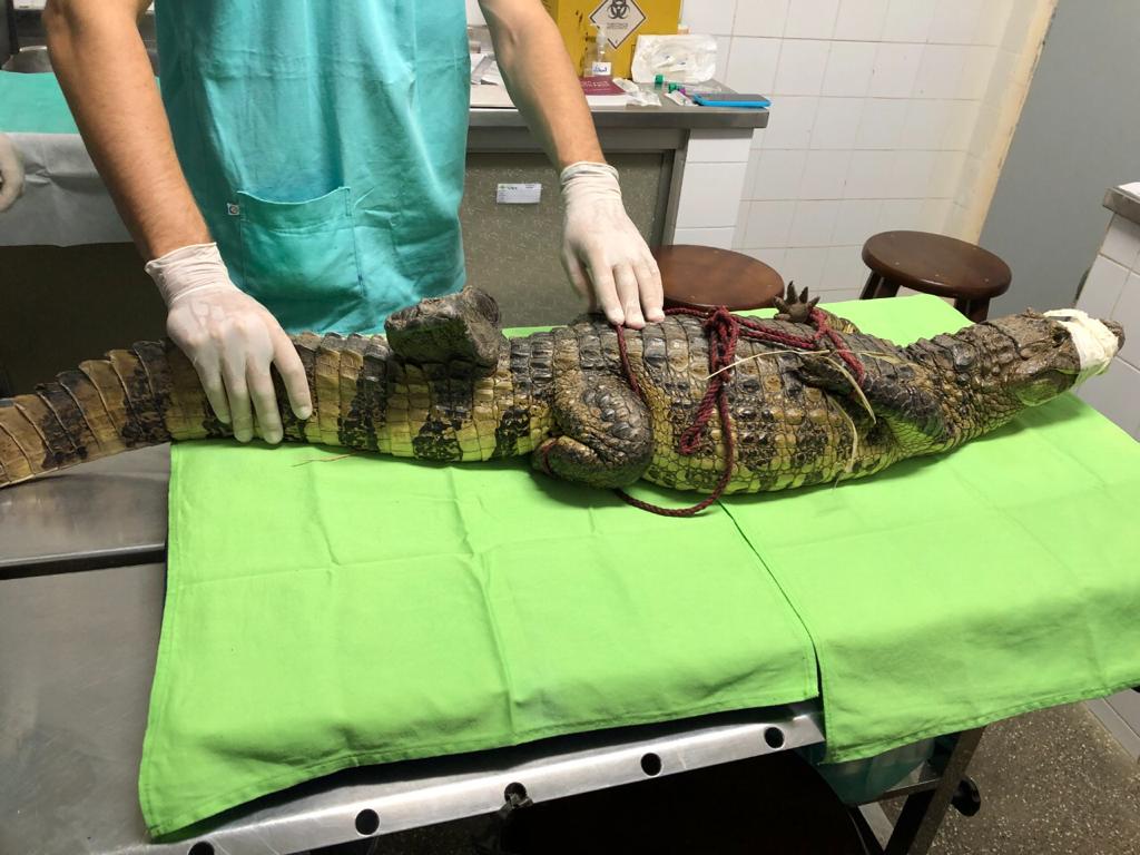 Animal foi resgatado em Aracaju pela equipe da Adema. (fotos: Camase/UFS)
